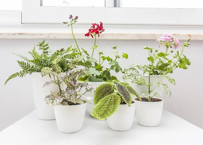 Apartment Calado Lisbon